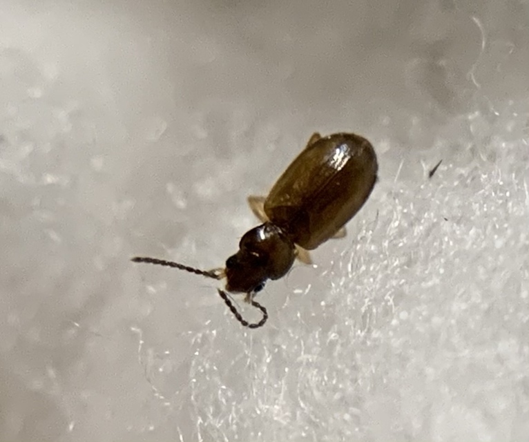 Tachys bistriatus - közönséges martfutó