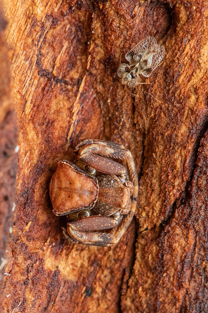 Pistius truncatus - csonka karolópók