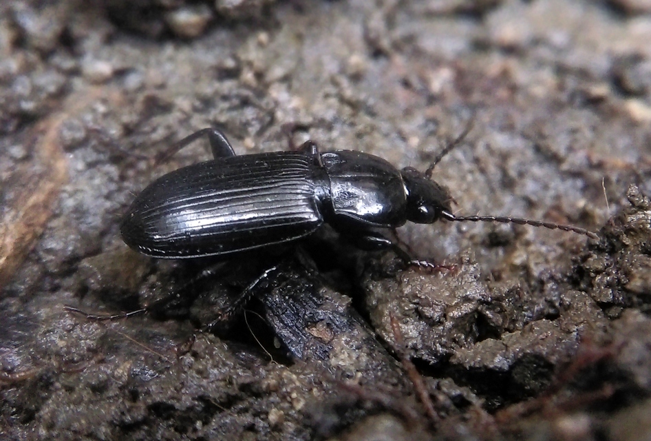 Pterostichus anthracinus - fekete gyászfutó