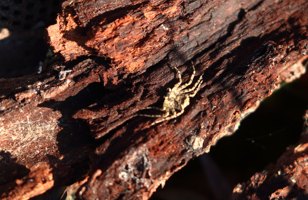 Philodromus poecilus - cifra karolópók