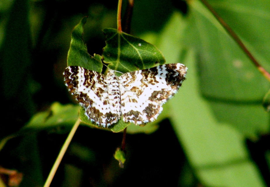 Epirrhoe tristata - gyászos tarkaaraszoló