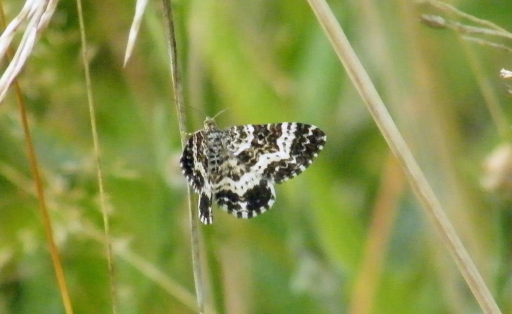 Epirrhoe tristata - gyászos tarkaaraszoló