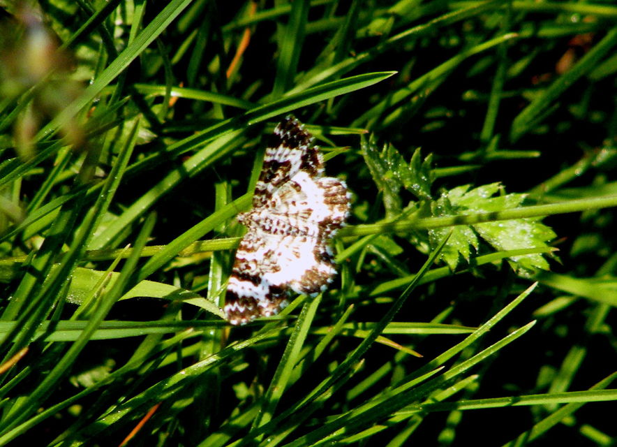 Epirrhoe tristata - gyászos tarkaaraszoló