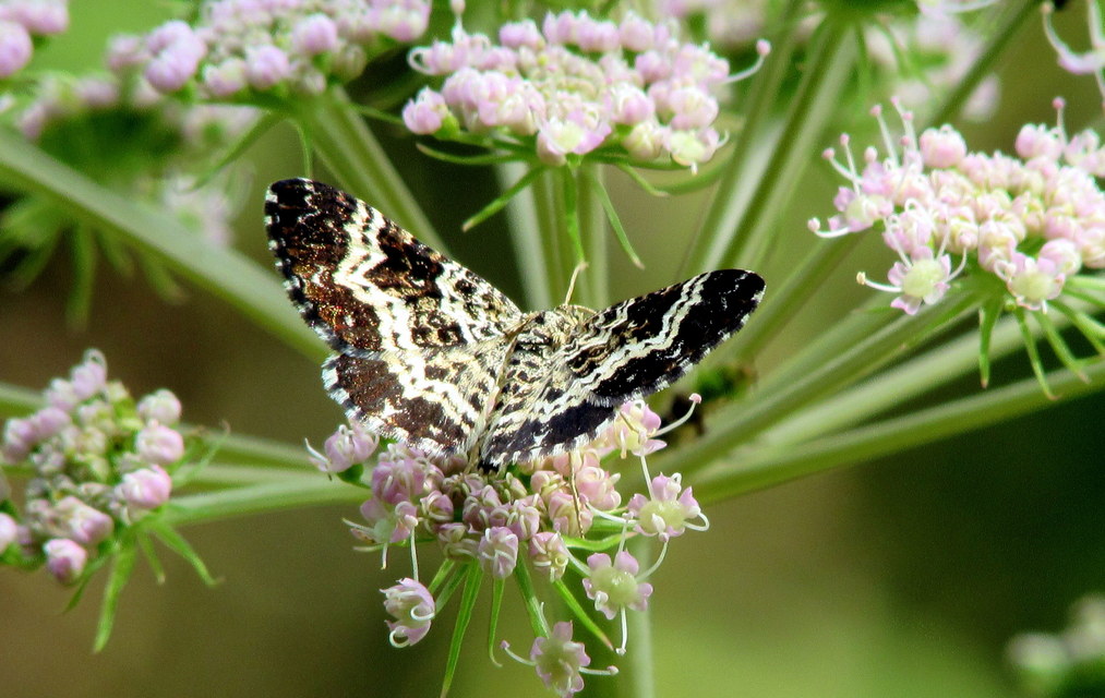 Epirrhoe tristata - gyászos tarkaaraszoló