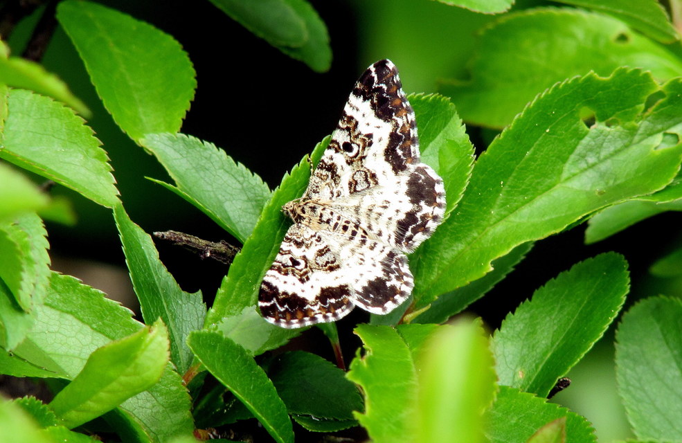 Epirrhoe tristata - gyászos tarkaaraszoló
