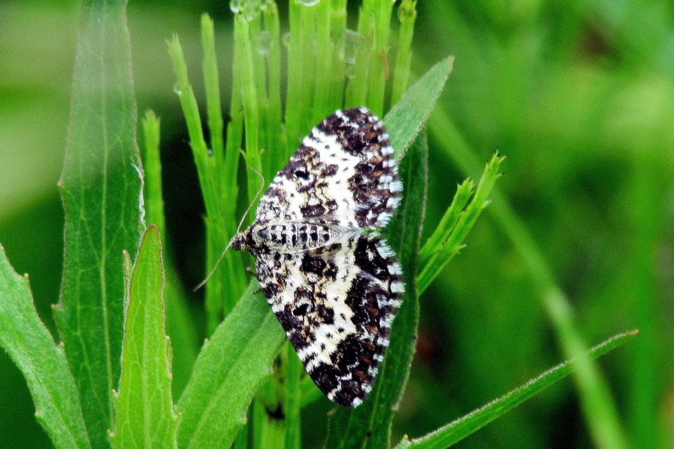 Epirrhoe tristata - gyászos tarkaaraszoló