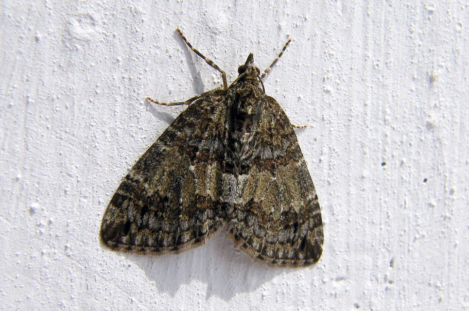 Hydriomena impluviata - égerfa-araszoló