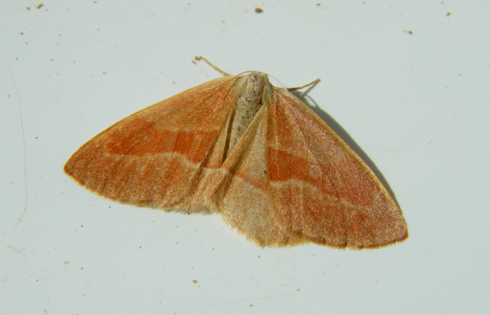 Hylaea fasciaria - erdeifenyő-sávosaraszoló