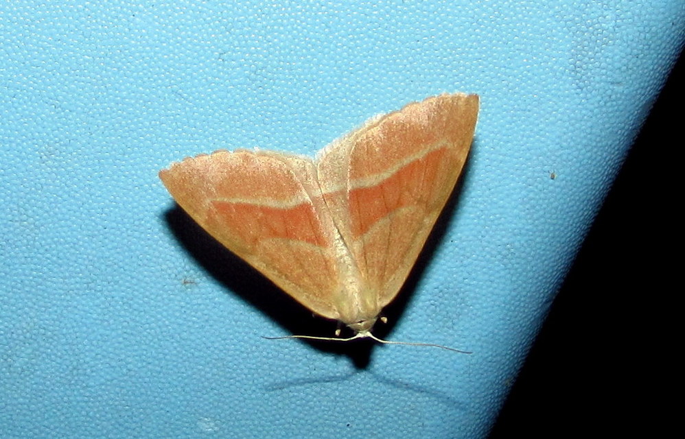 Hylaea fasciaria - erdeifenyő-sávosaraszoló