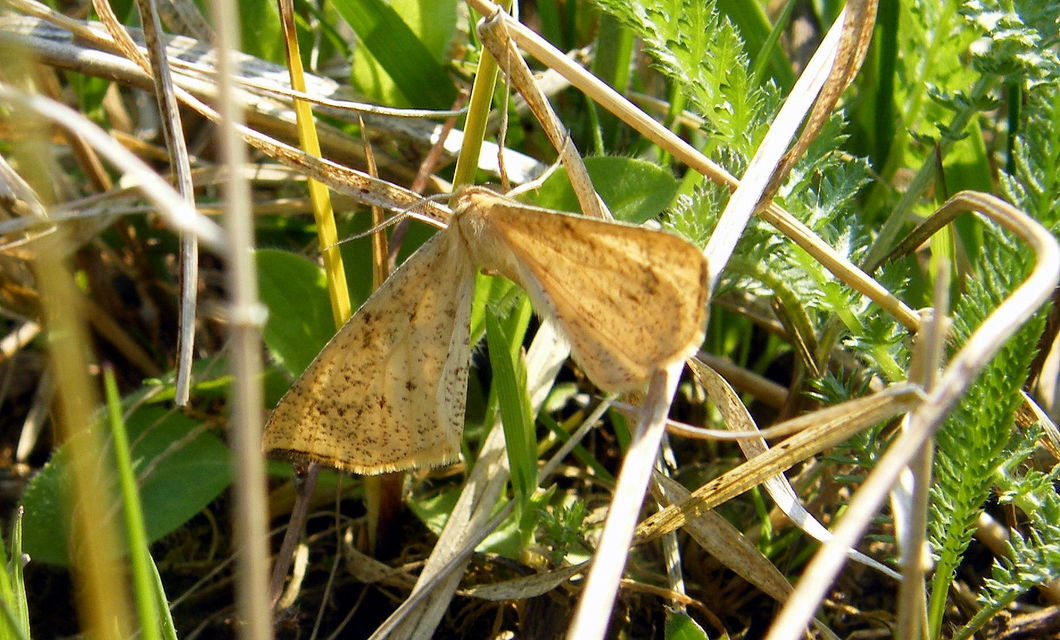 Hypoxystis pluviaria - hegyesszárnyú lápiaraszoló