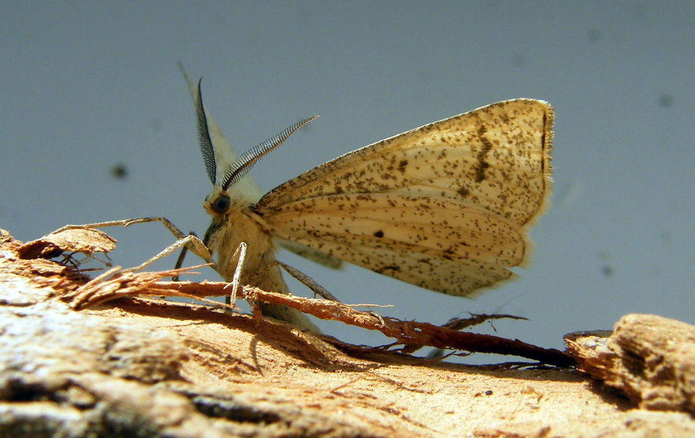 Hypoxystis pluviaria - hegyesszárnyú lápiaraszoló