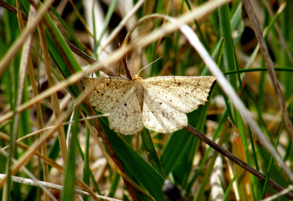 Hypoxystis pluviaria - hegyesszárnyú lápiaraszoló