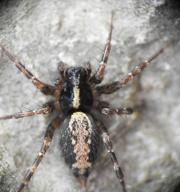 Textrix denticulata - fogas zugpók