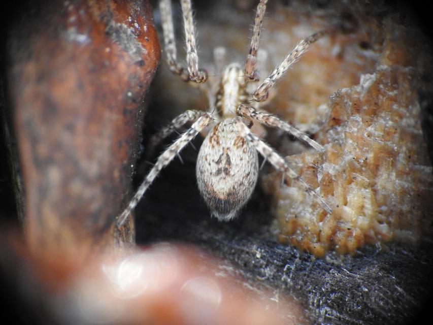 Anyphaena accentuata - jegyespók