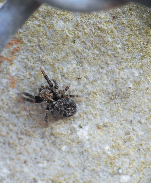 Pseudeuophrys obsoleta - barna ugrópók