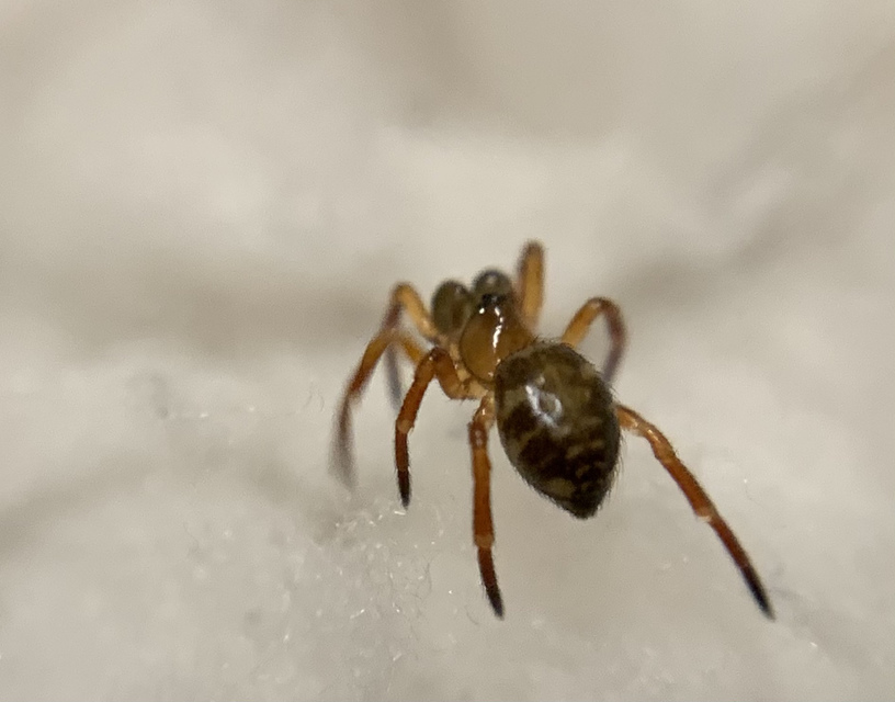 Euryopis flavomaculata