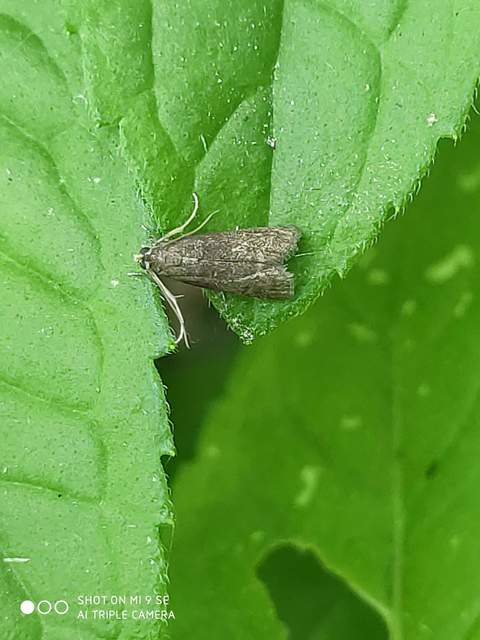 Eccopisa effractella - körtelevél-karcsúmoly