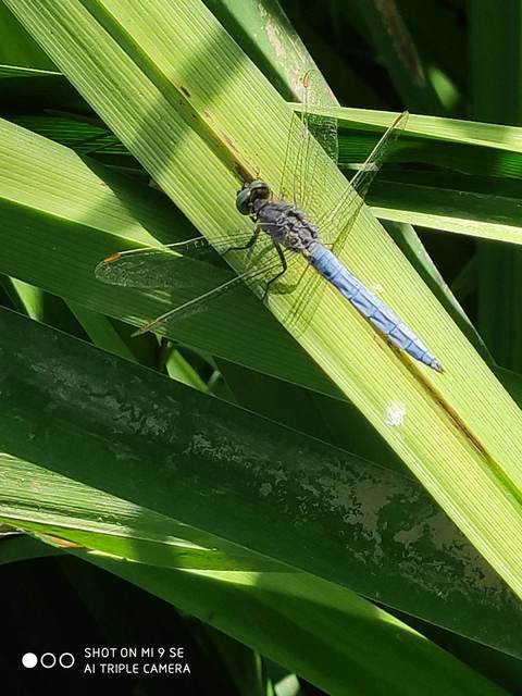 Orthetrum coerulescens - karcsú pásztorszitakötő