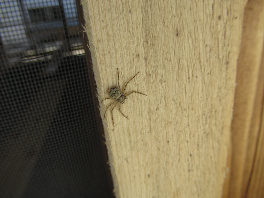 Philodromus poecilus - cifra karolópók