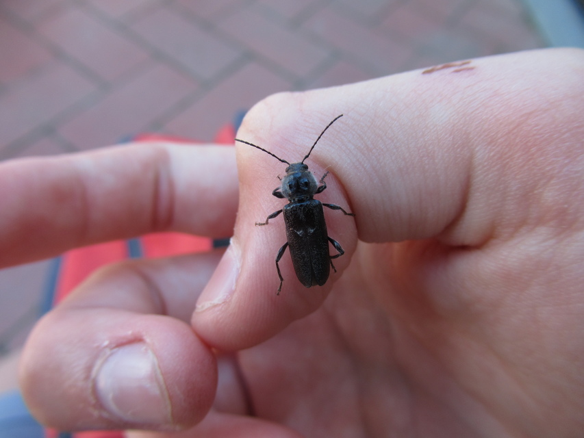 Hylotrupes bajulus - házicincér