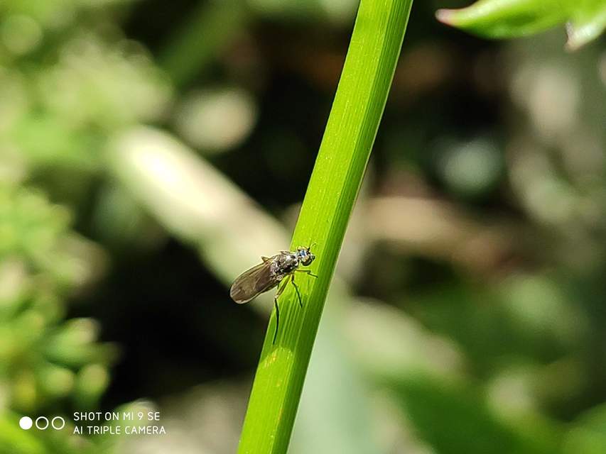 Dolichopodidae - szúnyoglábú legyek