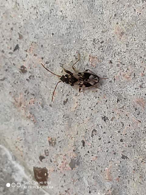 Scolopostethus