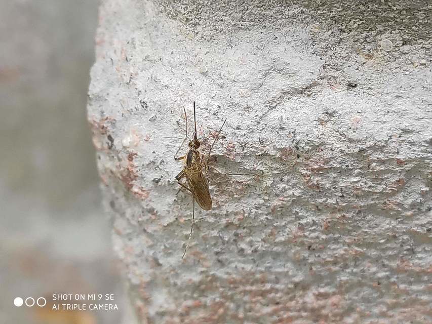 Culicidae - csípőszúnyogok