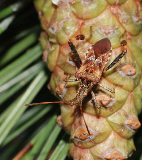 Leptoglossus occidentalis - nyugati levéllábú poloska