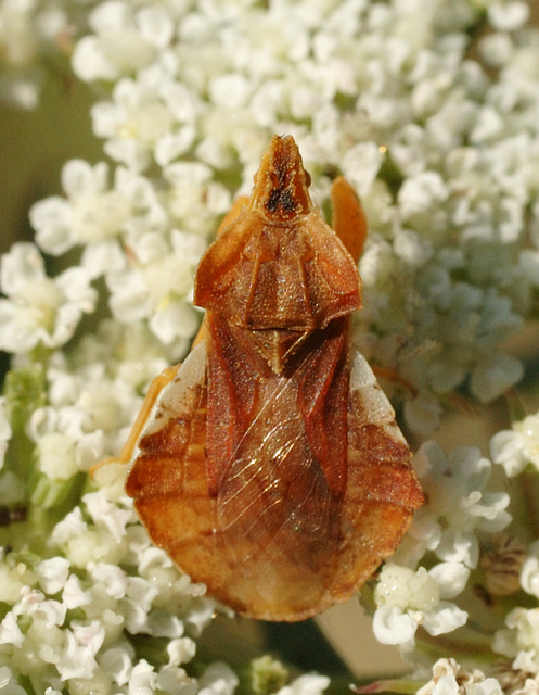 Phymata crassipes - fogólábú poloska