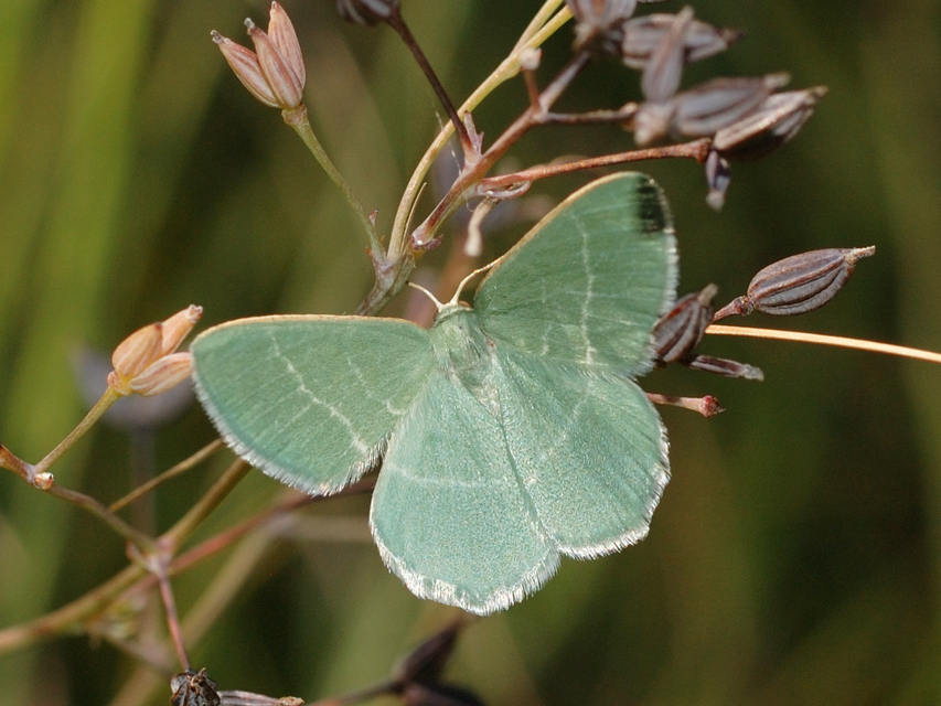Chlorissa viridata - üdezöld araszoló