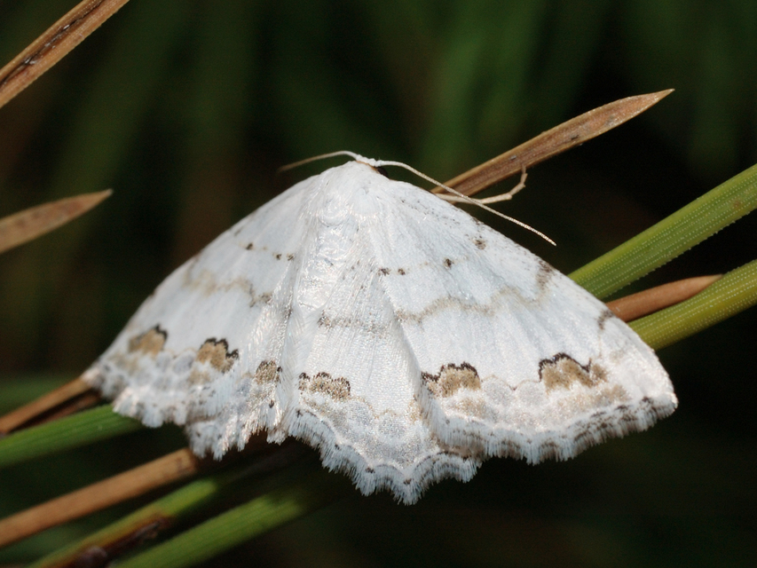 Scopula ornata - díszes fehéraraszoló