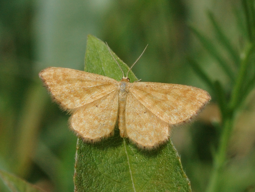 Idaea serpentata - kis sávosaraszoló