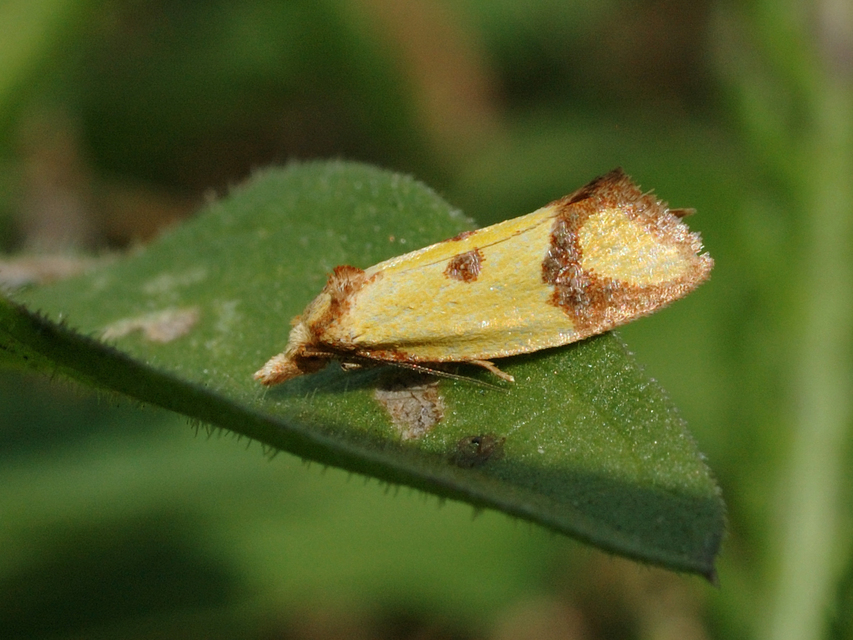 Agapeta zoegana - barnacsíkos sárgamoly
