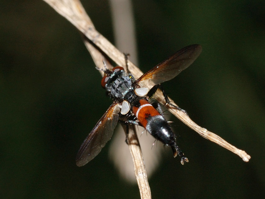 Cylindromyia