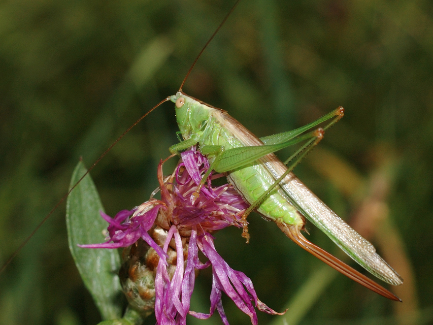 Conocephalus fuscus - kis kúpfejűszöcske
