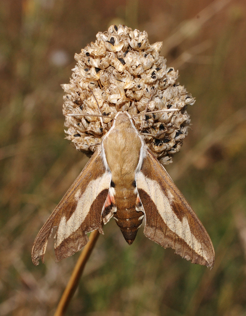 Hyles gallii - galajszender