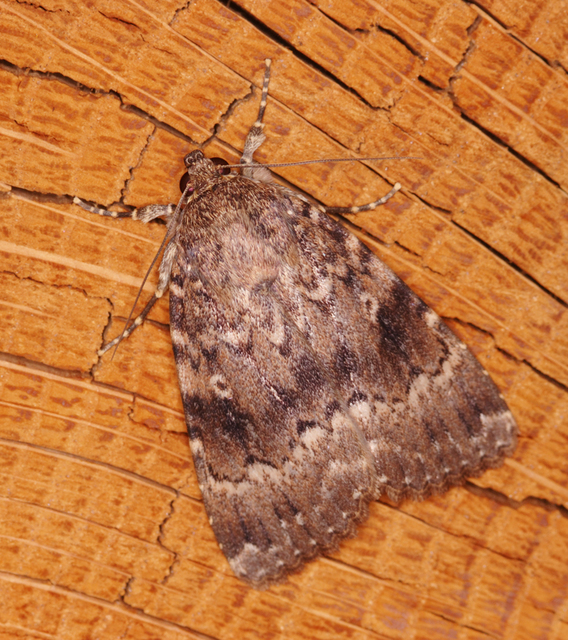 Amphipyra berbera/pyramidea