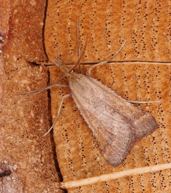 Synaphe punctalis - hosszúlábú fényilonca