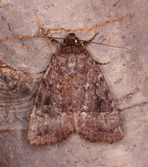 Amphipyra berbera/pyramidea