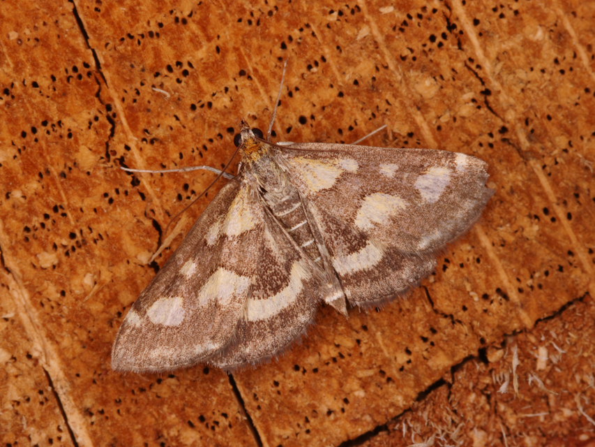 Pyrausta purpuralis - közönséges bíbormoly