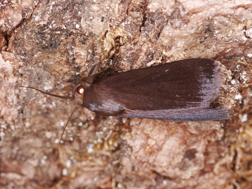 Amphipyra livida - zsírfényű bagoly