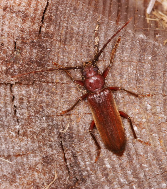Arhopalus rusticus - gödrösnyakú cincér