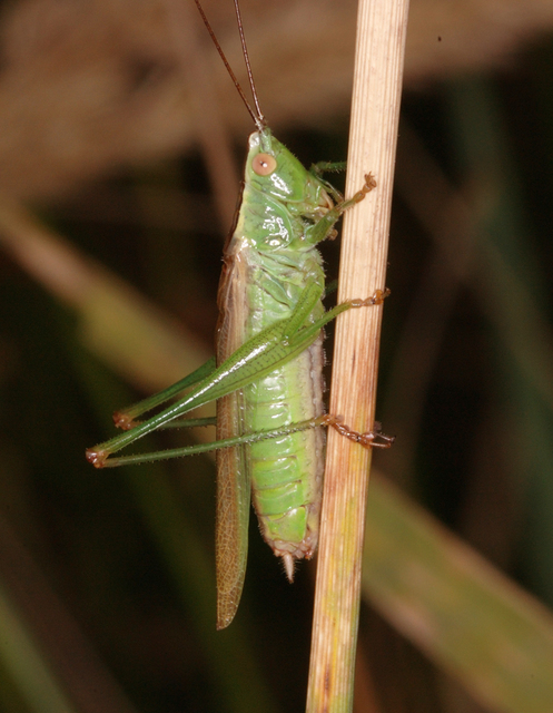 Conocephalus fuscus - kis kúpfejűszöcske