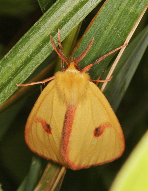 Diacrisia sannio - vörösszélű medvelepke