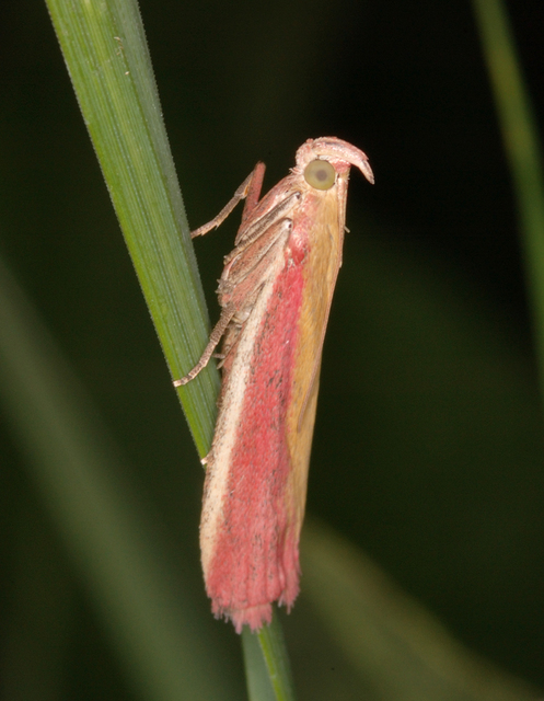 Oncocera semirubella - lucernamoly