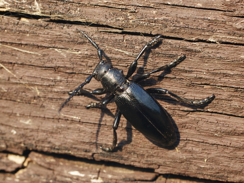 Dorcadion aethiops - fekete gyalogcincér