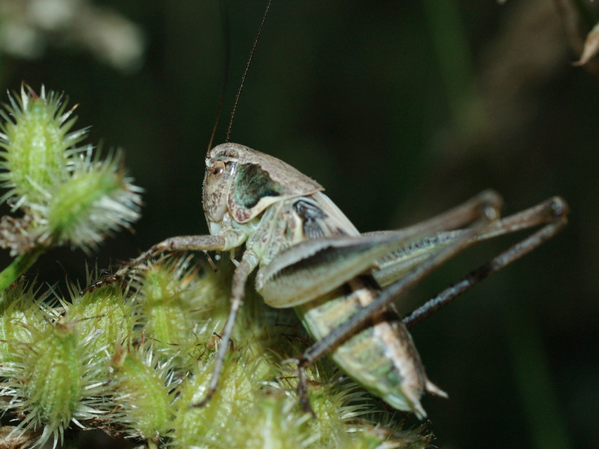 Platycleis
