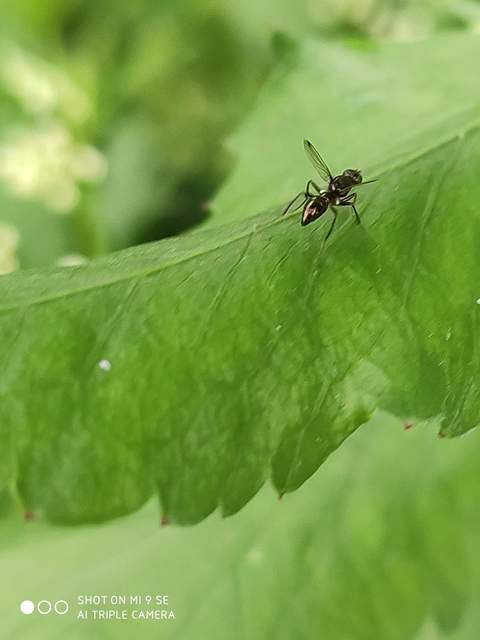 Sepsidae - billegetőlégyfélék