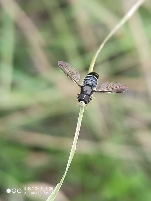 Paragus pecchiolii