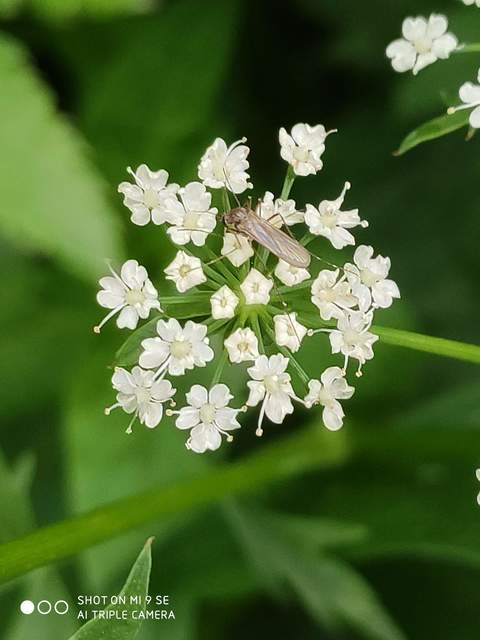 Culicidae - csípőszúnyogok